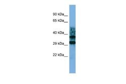 CRYZL1 Antibody, Novus Biologicals 100 &mu;L | Buy Online | Novus Biologicals | Fisher Scientific